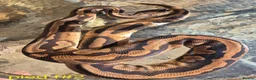 Mixed Breed reptiles for sale: Ball python for sale  weekend sale  - Advert 1