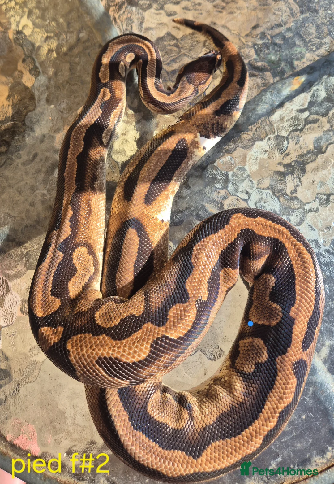 Mixed Breed reptiles for sale: Ball python for sale  weekend sale  - Advert 1