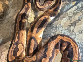 Mixed Breed reptiles Royal python for sale - Advert 11