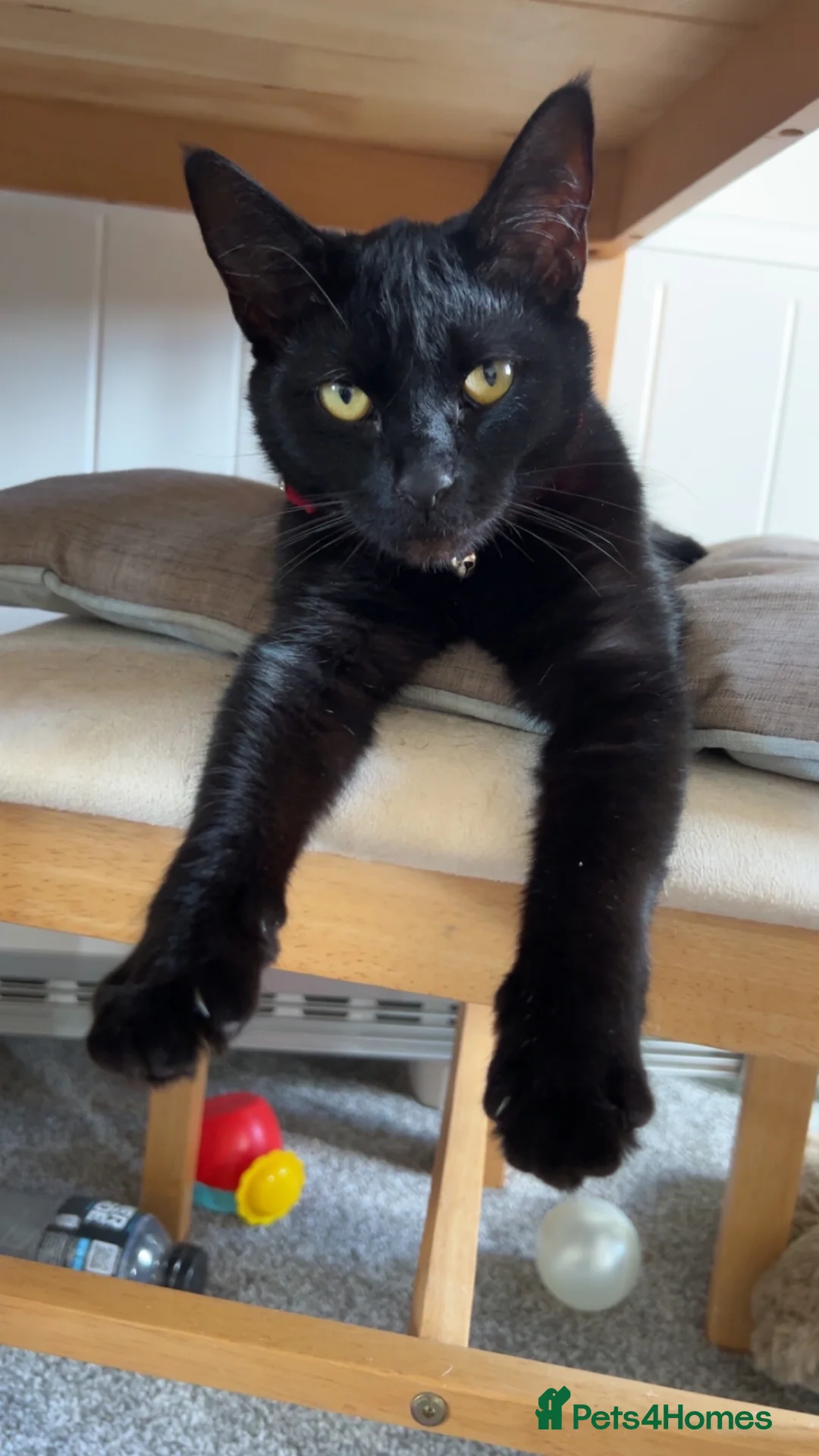 Domestic Shorthair cats for sale: Binx - Domestic Shorthair for sale in Colchester - Advert 2