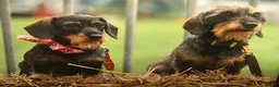 Miniature Dachshund dogs for sale: Beautiful Miniature Wirehaired Dachshund Puppies  - Advert 4