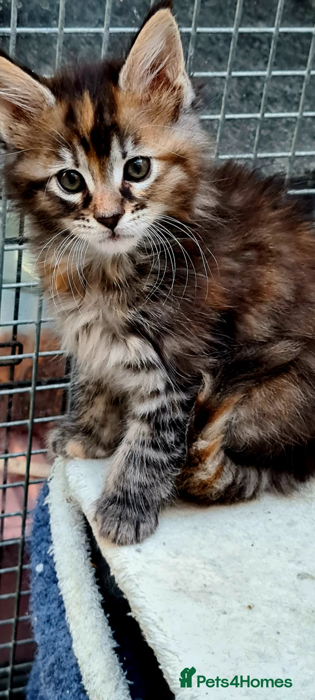 Maine Coon cats for sale: Tica registered girls - Advert 21