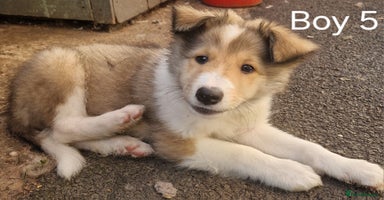 Mixed Breed dogs - Advert 13