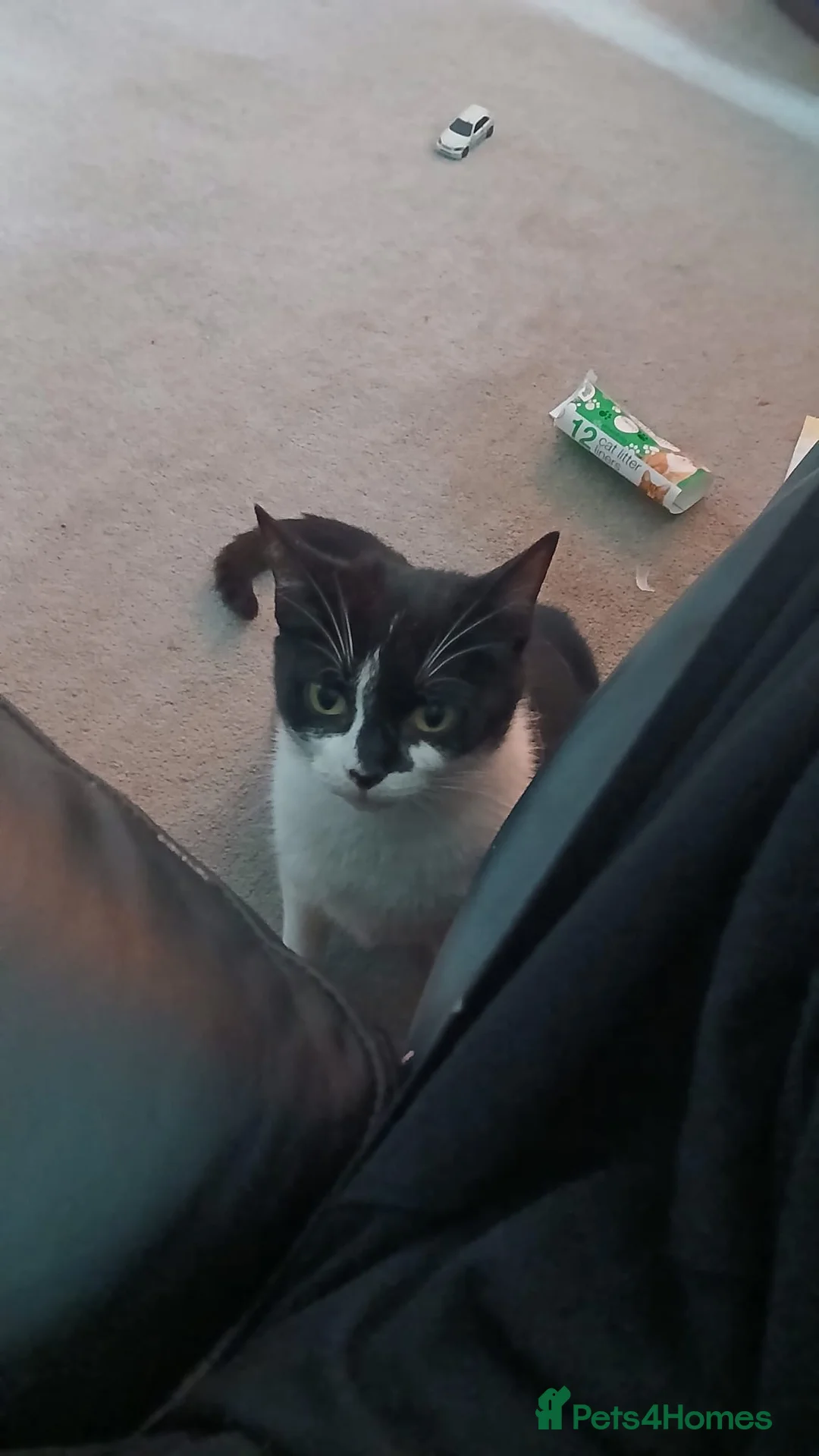 Mixed Breed cats for sale: Male kitten  - Advert 1