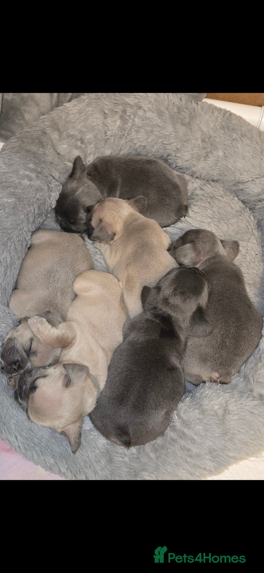 French Bulldog dogs for sale: Beautiful French bulldog puppies - Image 8