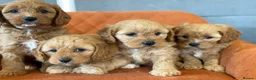 Cavapoo dogs for sale: Cavapoo F1 - Advert 4