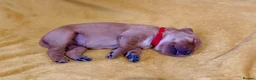Golden Retriever dogs for sale: Family raised, fox red golden retriever puppies. - Advert 12