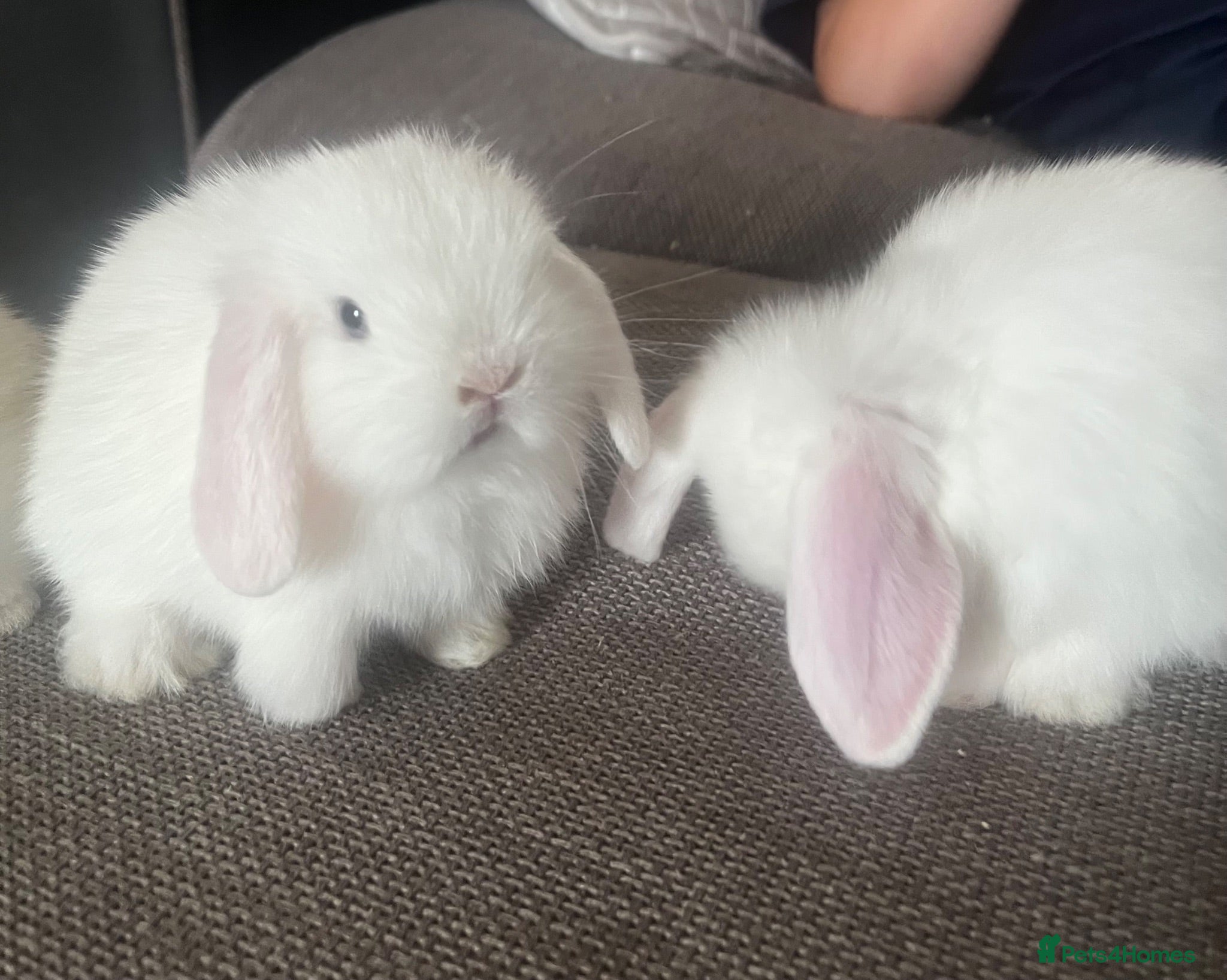Dwarf Lop rabbits White blue eyes  - Advert 1
