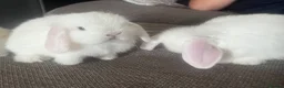 Dwarf Lop rabbits for sale: White blue eyes  - Advert 1