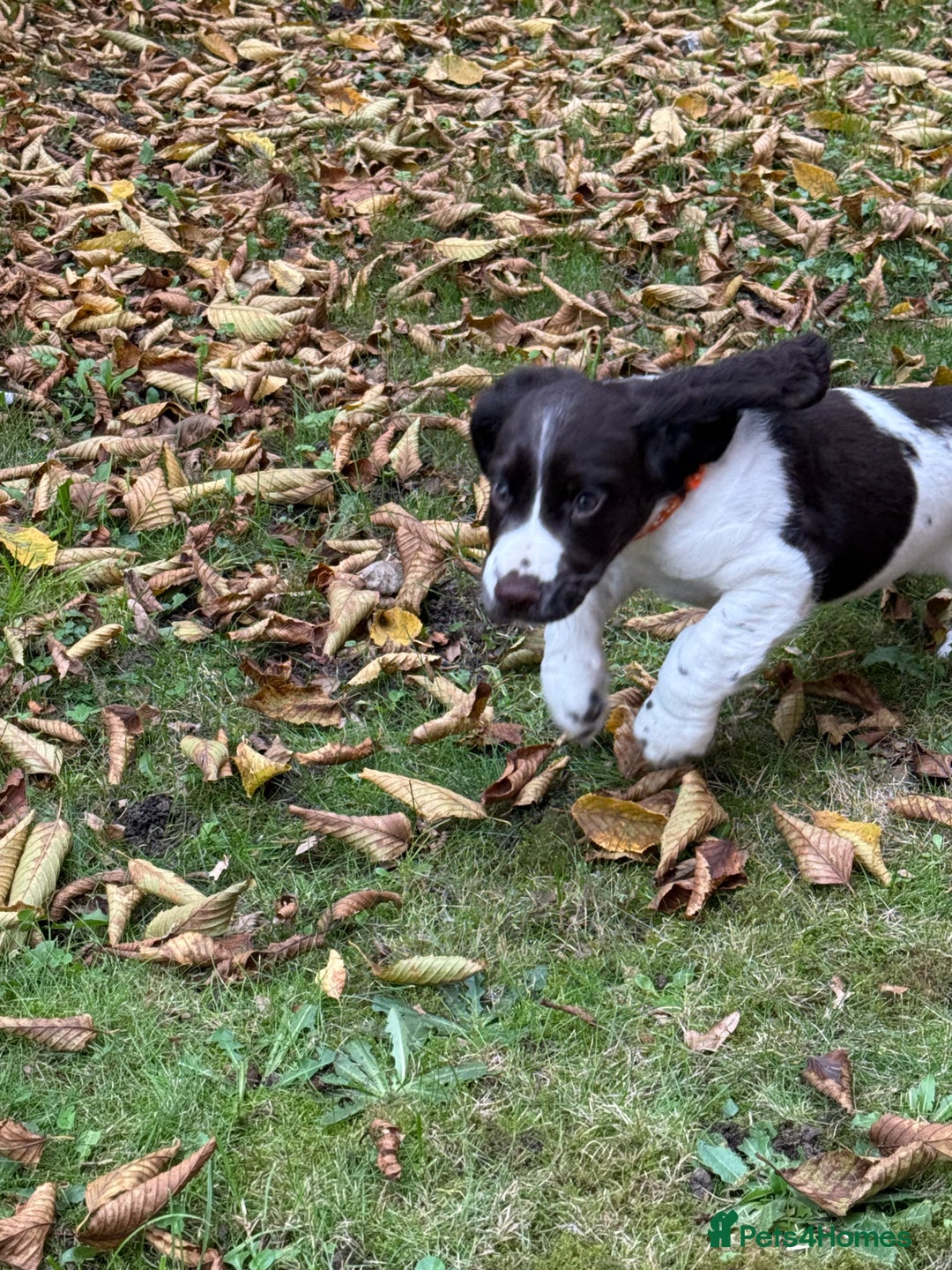 Sprocker dogs for sale: 🐶 Beautiful 9 weeks old Sprocker  - Image 3