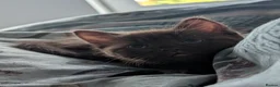 Mixed Breed cats for sale: Rare brown beauty! Ready for a new home - Advert 2