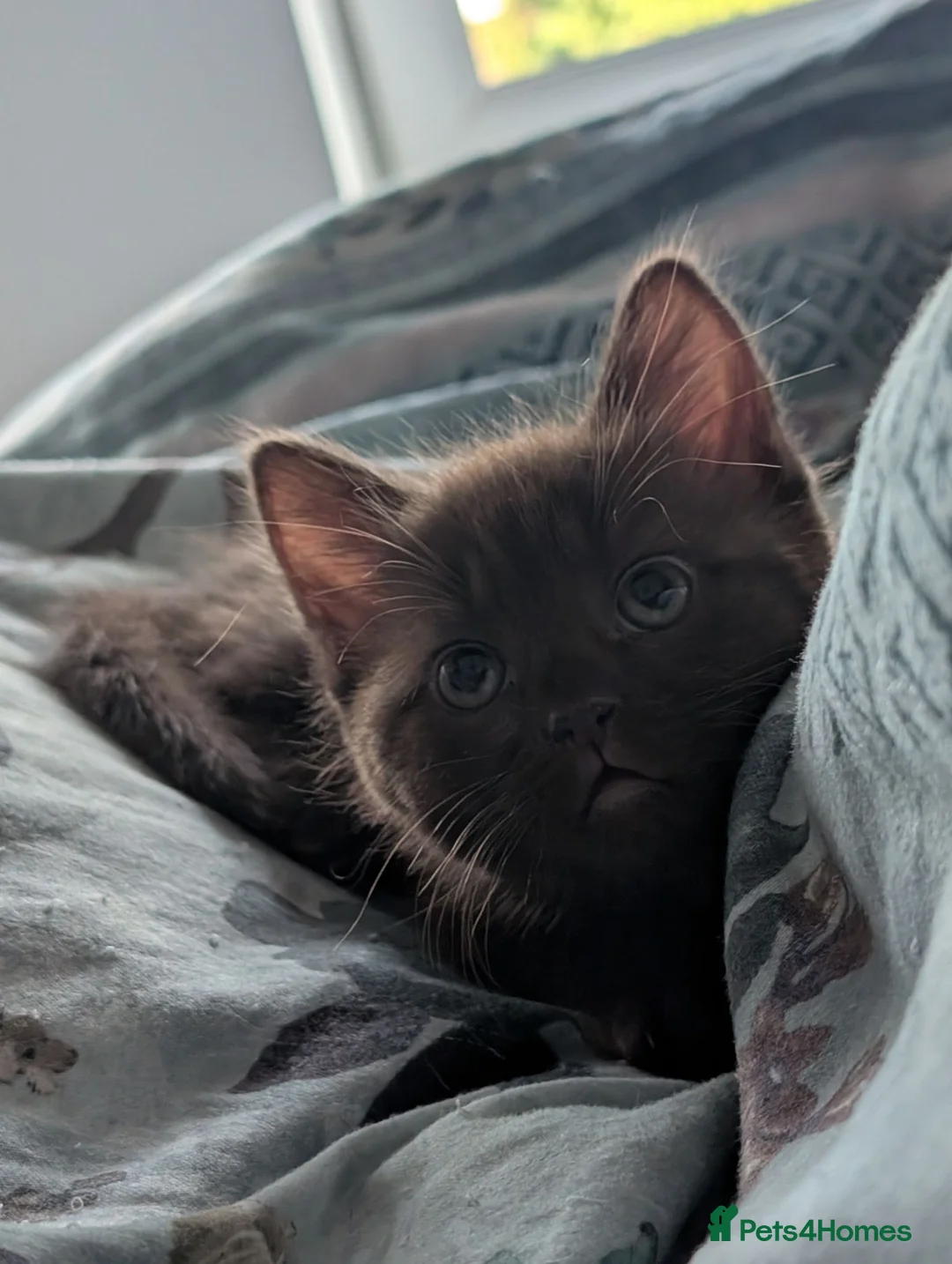 Mixed Breed cats for sale: Rare brown beauty! Ready for a new home - Advert 2
