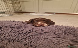 English Springer Spaniel dogs for sale: Stunning litter of English Springer Spaniels  - Advert 10