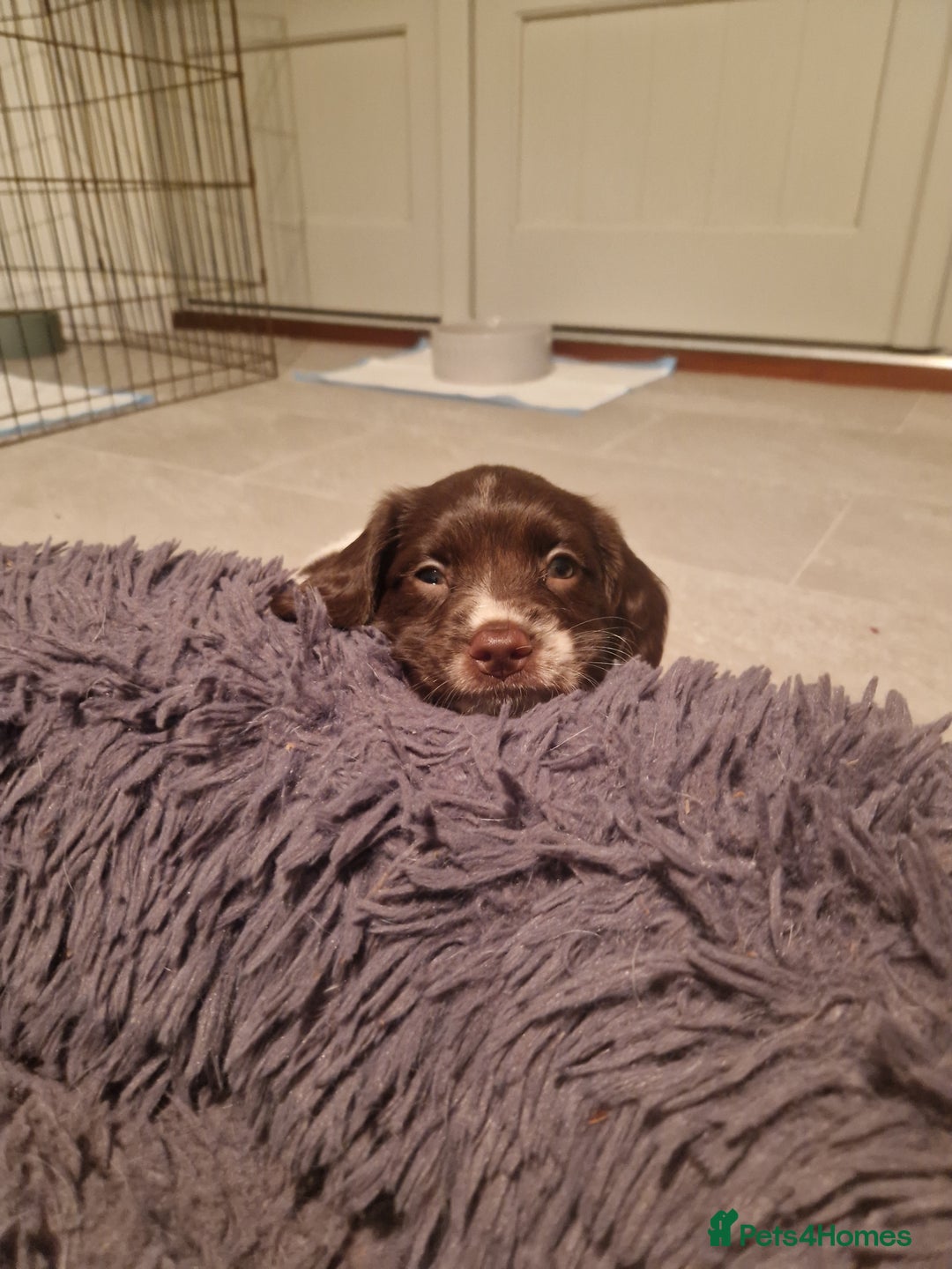 English Springer Spaniel dogs for sale: Stunning litter of English Springer Spaniels  - Advert 10
