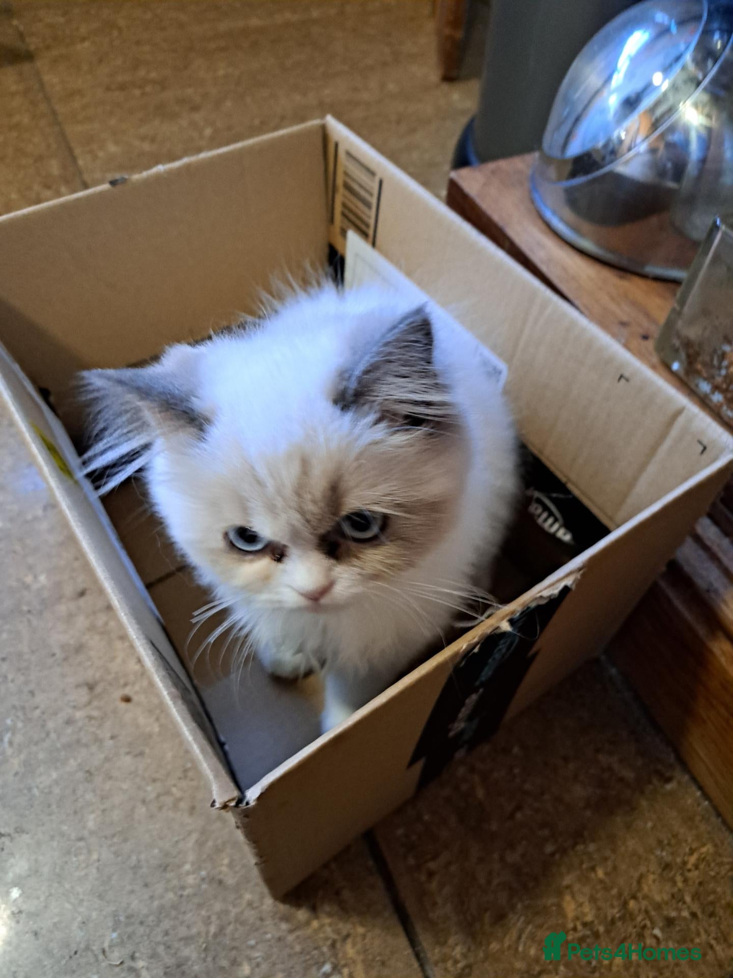 Ragdoll cats for sale: 3 Ragdoll/ Persian kittens. Last girl left    - Advert 2