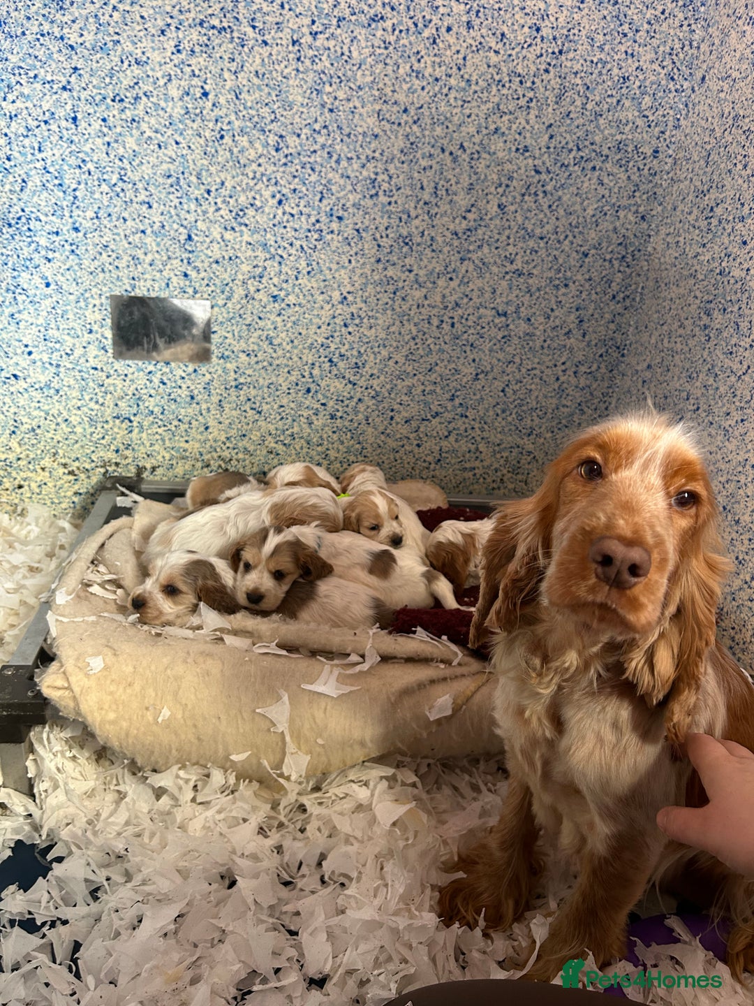 Cocker Spaniel dogs for sale: KC Registered show type cocker spaniel puppies.  - Advert 11