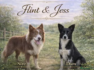 Border Collie dogs Gorgeous Lilac/Blue and white collie pups - Advert 14