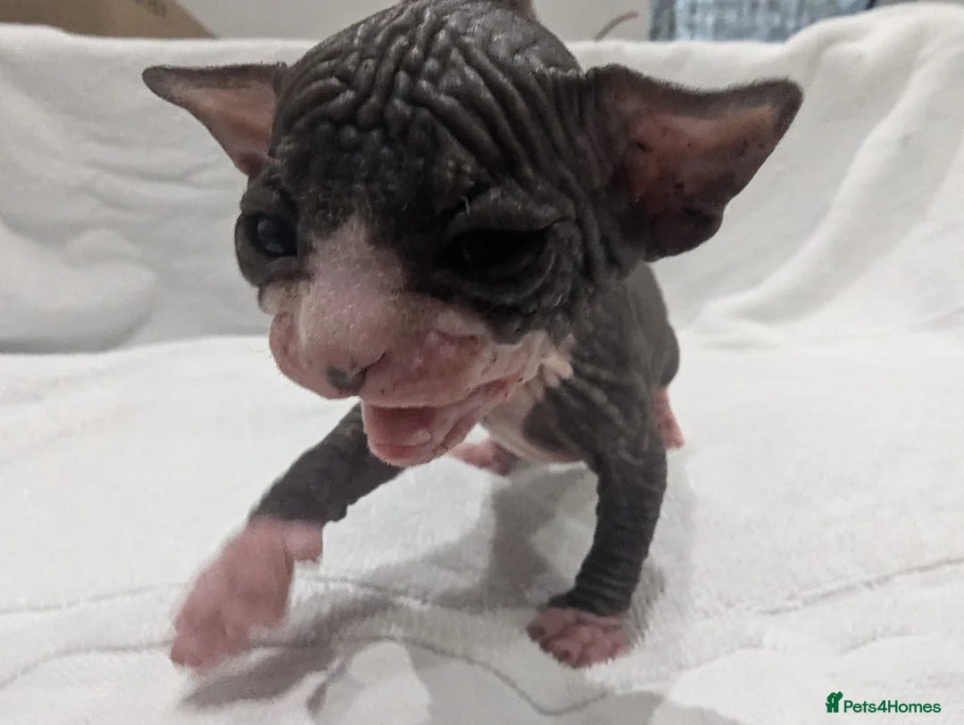 Sphynx cats for sale: ***TICA ACTIVE*** - PURE BREAD SPHYNX - AVAILABLE - Advert 2