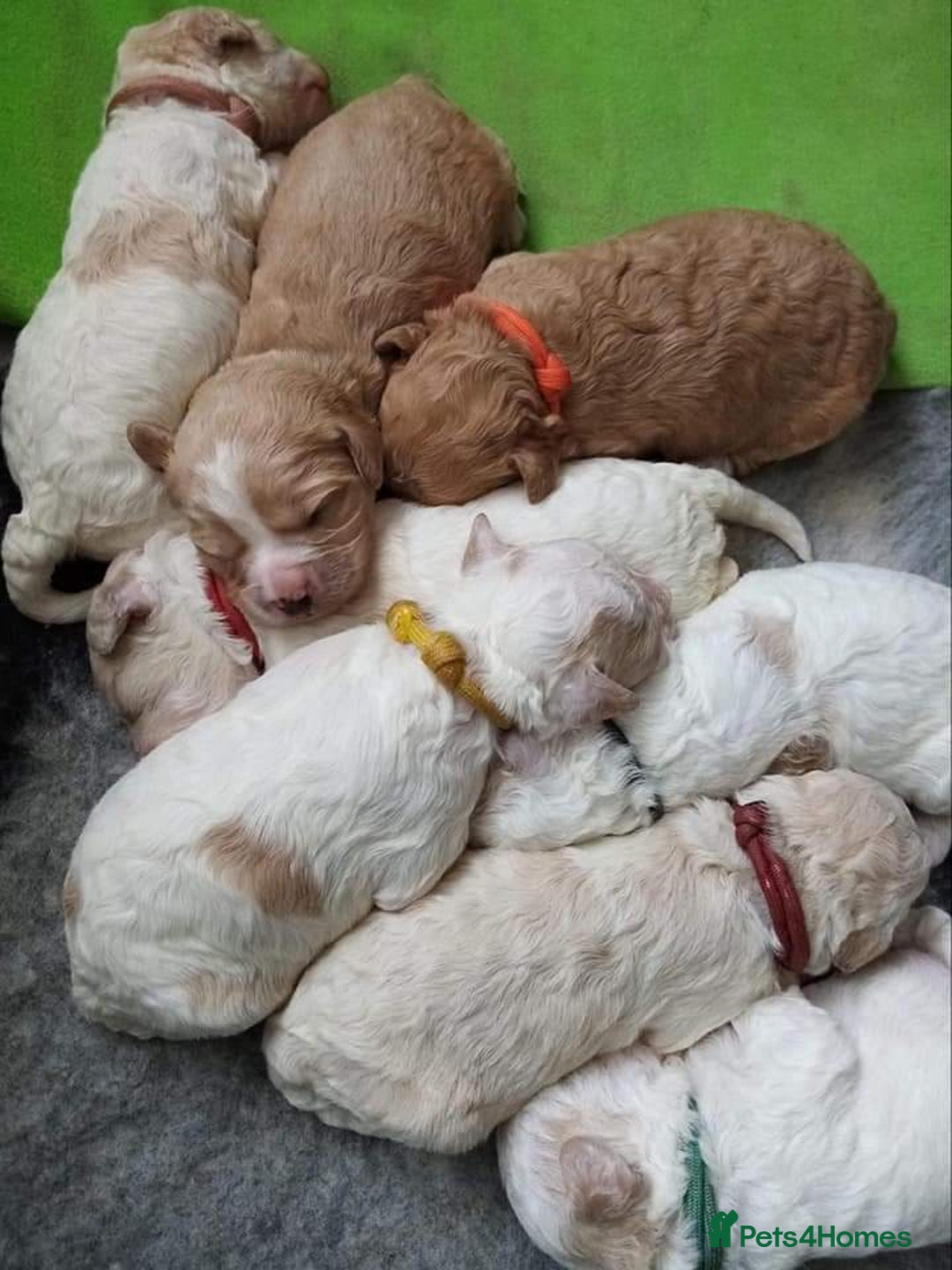Miniature Poodle dogs for stud: KC registered / health tested / colour tested  in Bolton - Image 16
