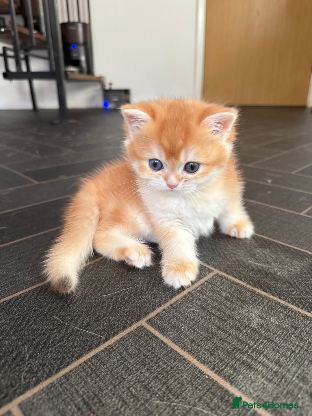 British Shorthair cats for sale: GCCFreg BSH & BLH Chocolate & Black Golden Kittens - Advert 27