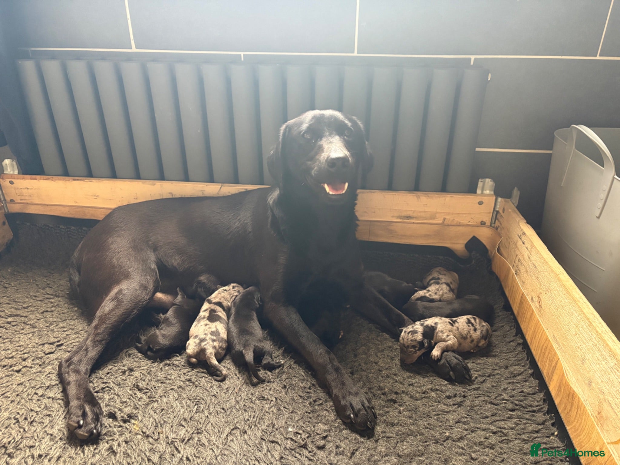 Borador dogs  8 Labrador x collie puppies available  - Advert 5