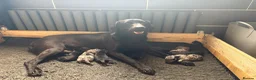 Borador dogs for sale:  8 Labrador x collie puppies available  - Advert 1