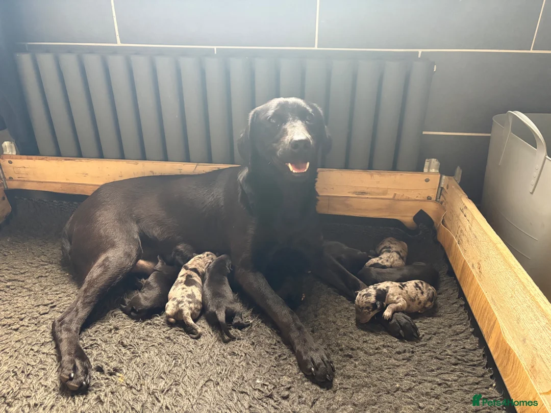 Borador dogs for sale:  8 Labrador x collie puppies available  - Advert 1