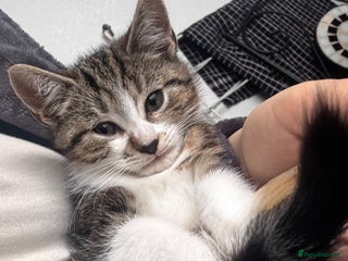 American Shorthair cats for sale - Advert 1