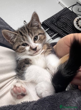 American Shorthair cats - Advert 1