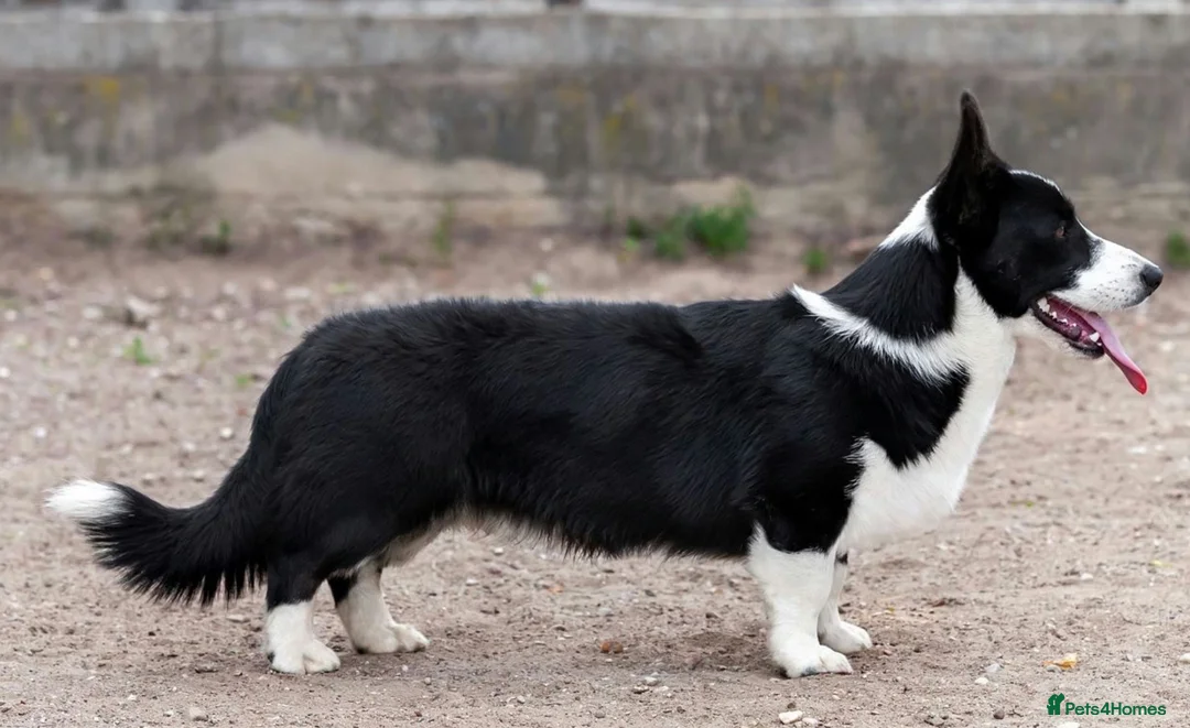 Welsh Corgi Cardigan dogs for adoption: 🐾 RONNIE – Corgi (Male) in West Malling - Advert 2