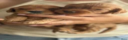 Cockapoo dogs for sale: Cockapoo puppies 3 Girls available  - Advert 17