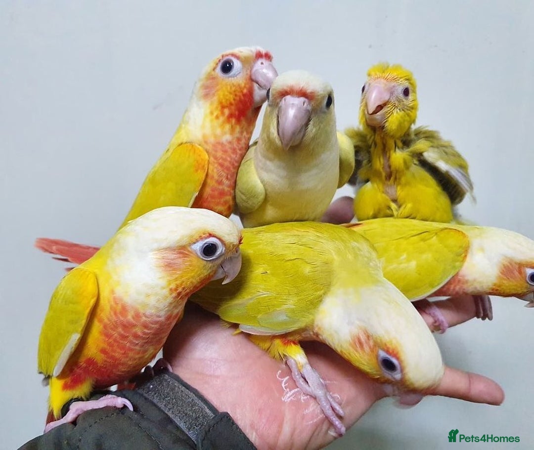 Mixed Breed birds for sale: Available Birds and Parrots - Image 7