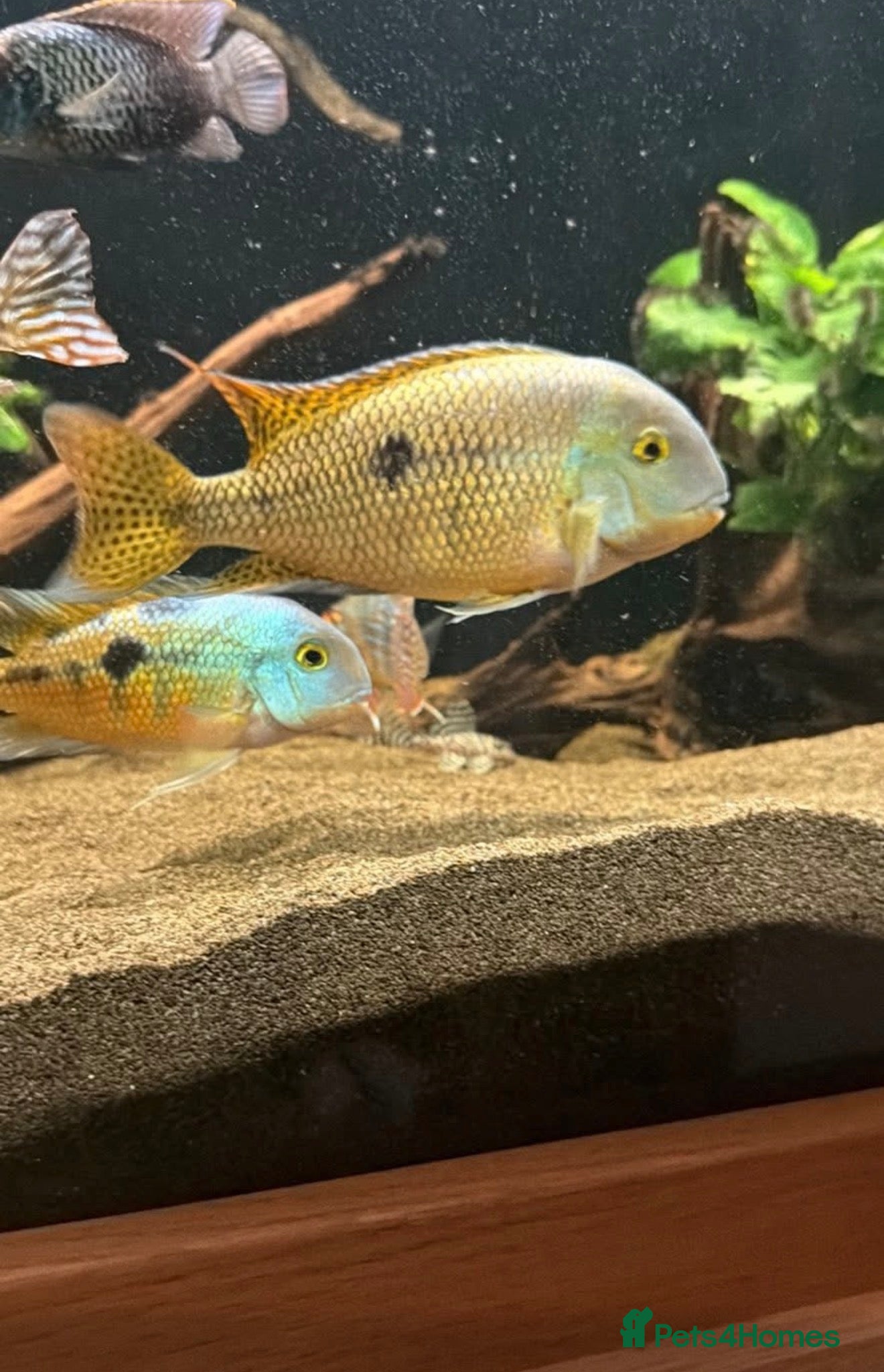 Cichlids fish Nicaraguan cichlid - Advert 21