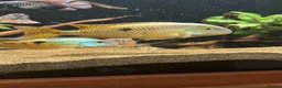 Cichlids fish for sale: Nicaraguan cichlid - Advert 1