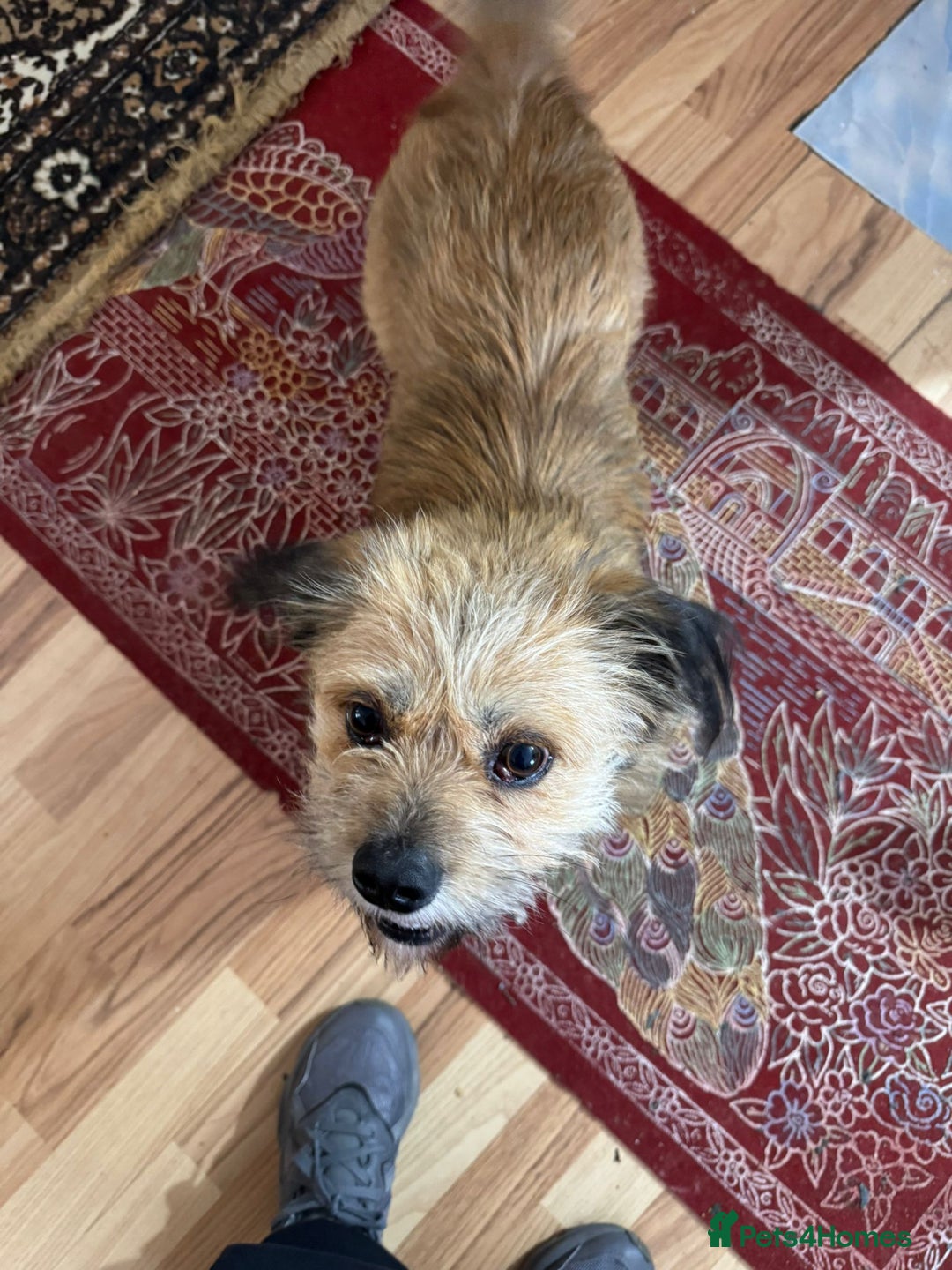 Mixed Breed dogs for adoption: 🐾 Meet COOKIE – Your Little Ray of Sunshine ☀️💛 - Advert 4