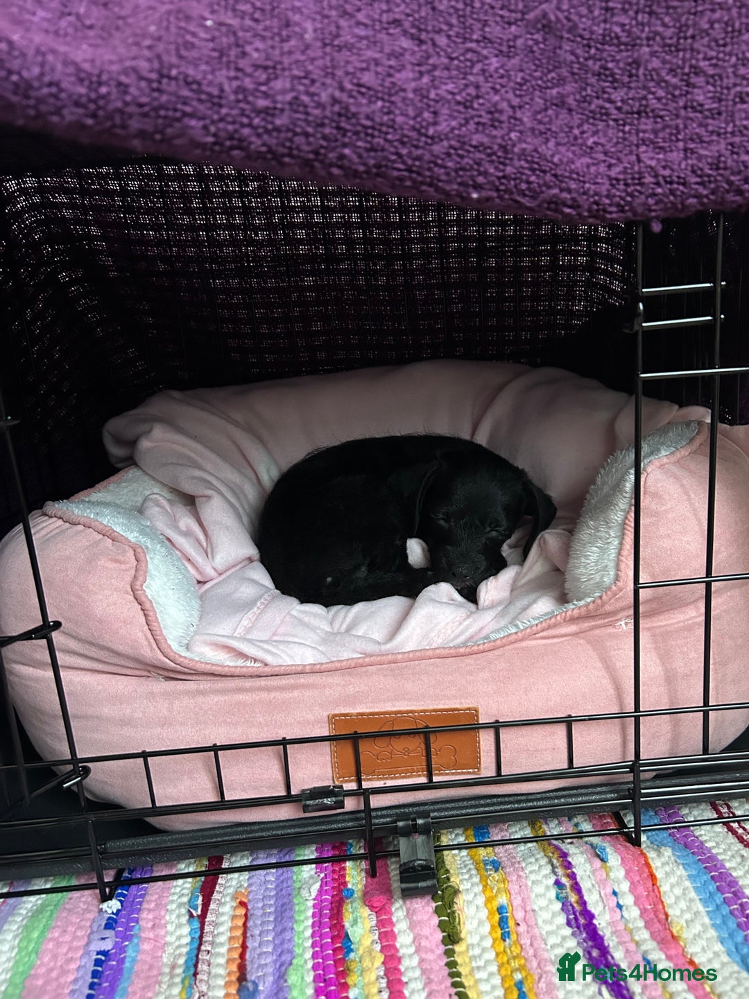 Chipoo dogs for sale: Chipoo Rehome (chihuahua x mini poodle) - Advert 4