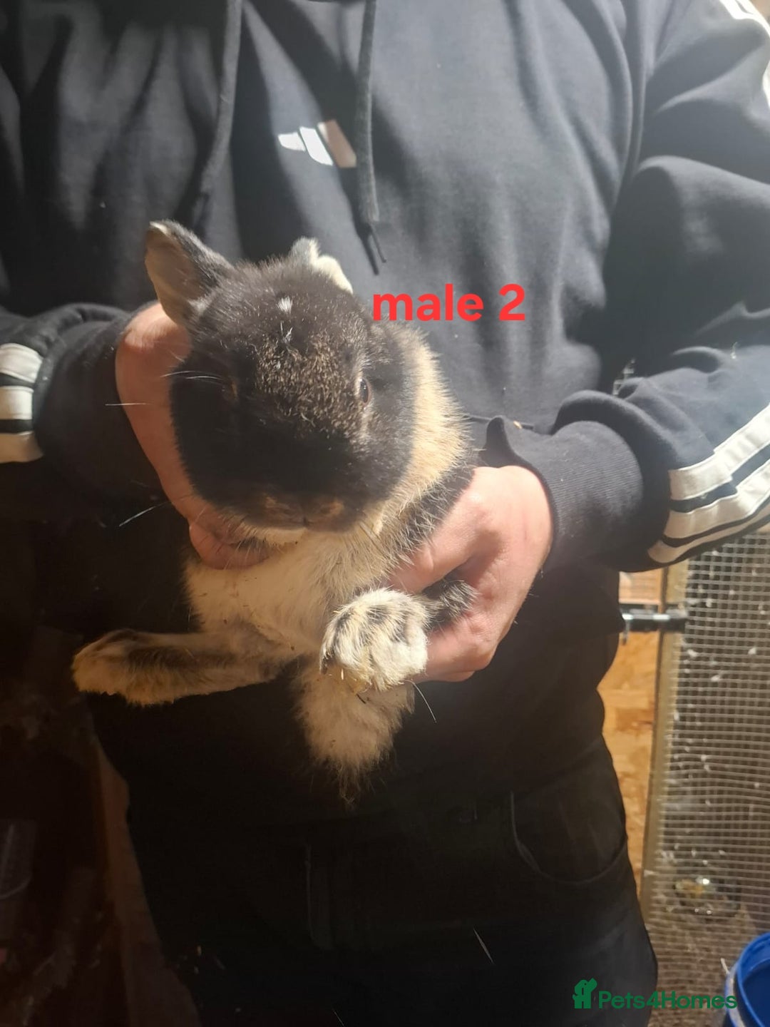 Mixed Breed rabbits for sale: 10 mixed breed rabbits  - Advert 21