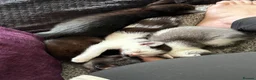 Mixed Breed cats for sale: 3 kittens looking for their forever home - Advert 10