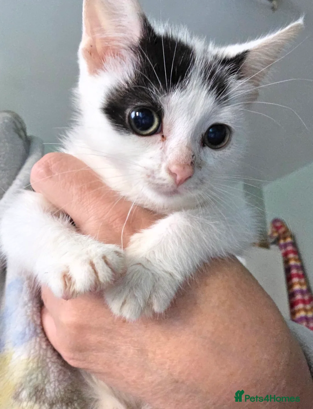 Mixed Breed cats for sale: 8 weeks old female kitten  - Advert 2
