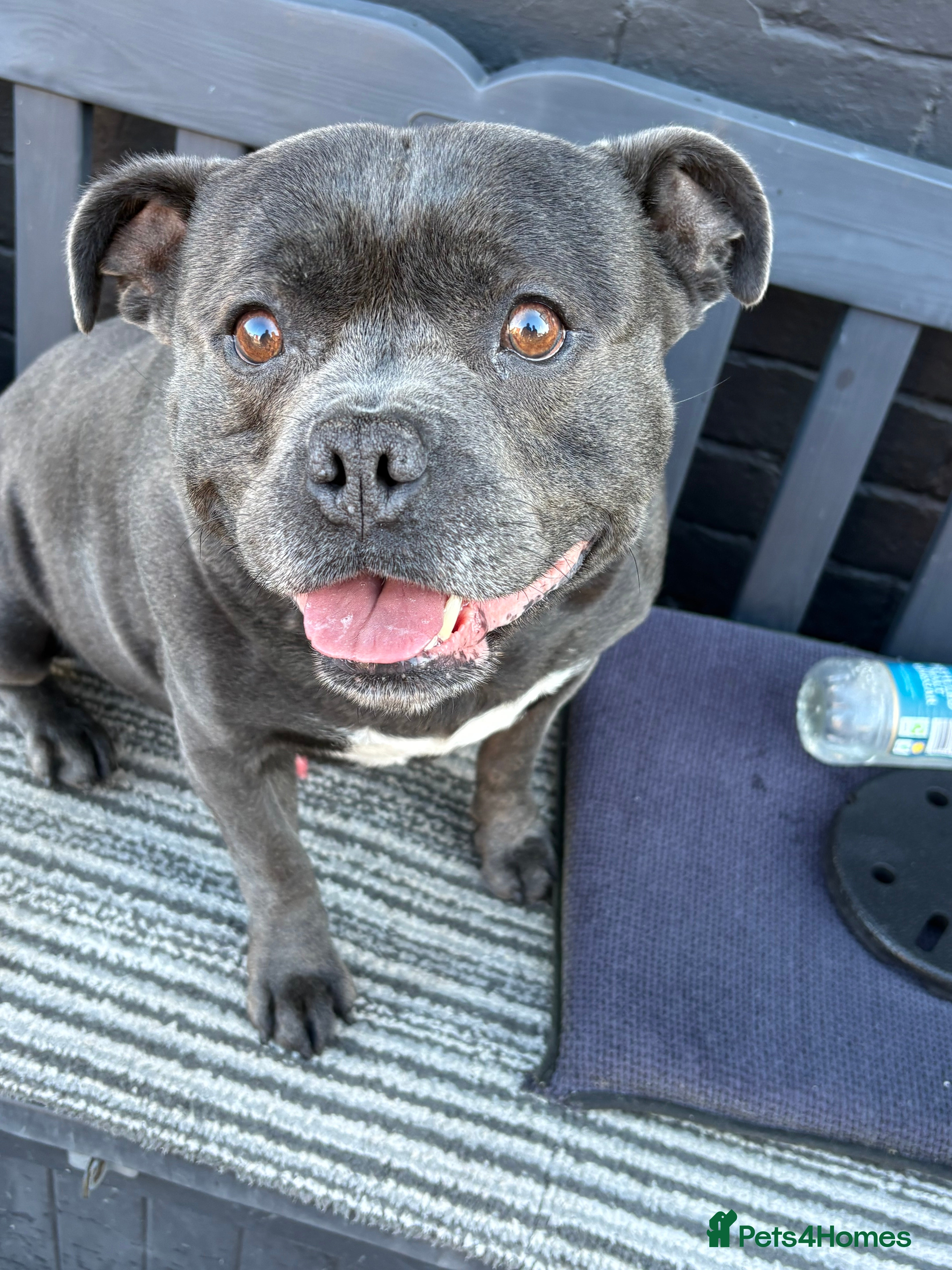 Staffordshire Bull Terrier dogs Butch King of Kirkdale Pedigree Stud - Advert 3