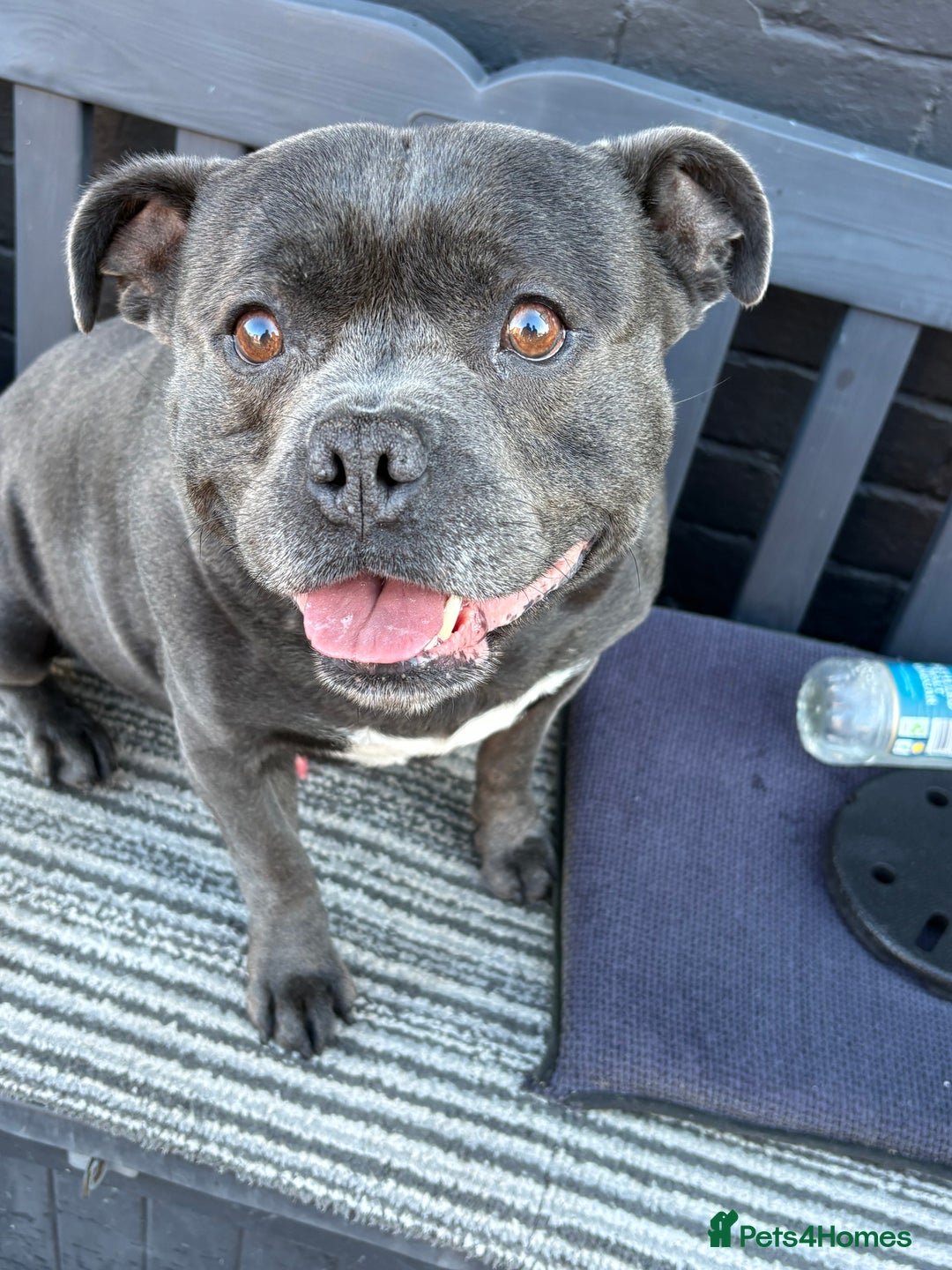 Staffordshire Bull Terrier dogs for stud: Butch King of Kirkdale Pedigree Stud - Advert 1