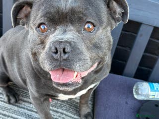 Staffordshire Bull Terrier dogs Butch King of Kirkdale Pedigree Stud - Advert 17