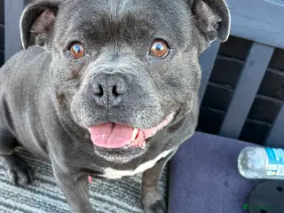 Staffordshire Bull Terrier dogs Butch King of Kirkdale Pedigree Stud - Advert 6