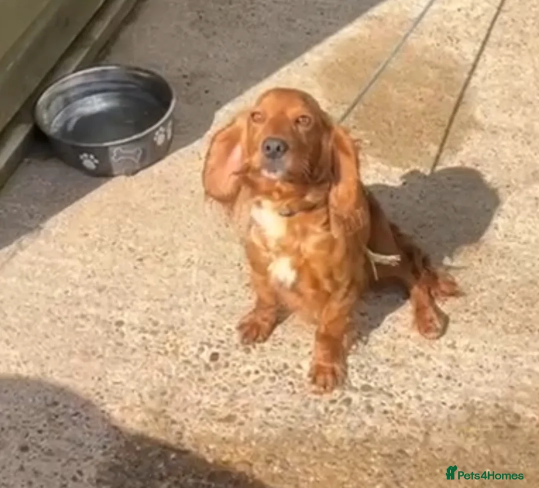 Mixed Breed dogs for sale: Beautiful puppies ready now  - Advert 10