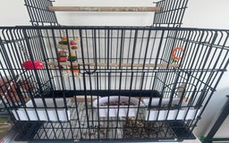 Ringnecks birds for sale: Ringneck parrot for sale  - Image 2