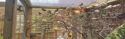 Finches birds for sale: Finches, zebs, bengs and canaries - Advert 2