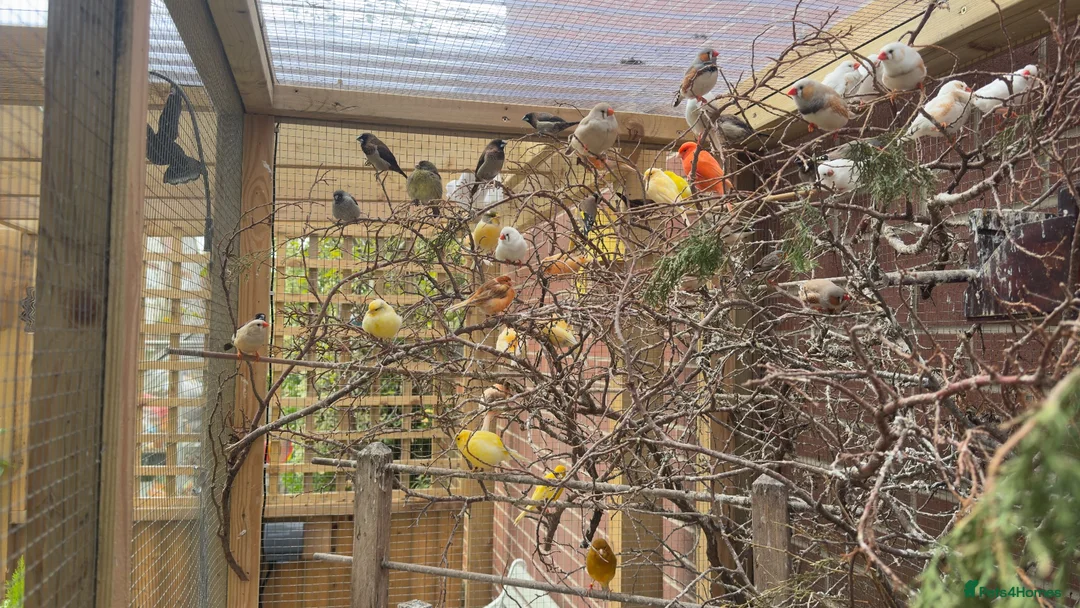 Finches birds for sale: Finches, zebs, bengs and canaries - Advert 2