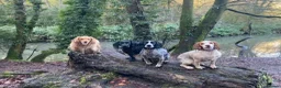 Cocker Spaniel dogs for sale: Working cocker spaniel puppies  in Berkeley - Advert 5