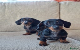 Miniature Dachshund dogs for sale: 2 gorgeous boys looking for their forever home - Image 2