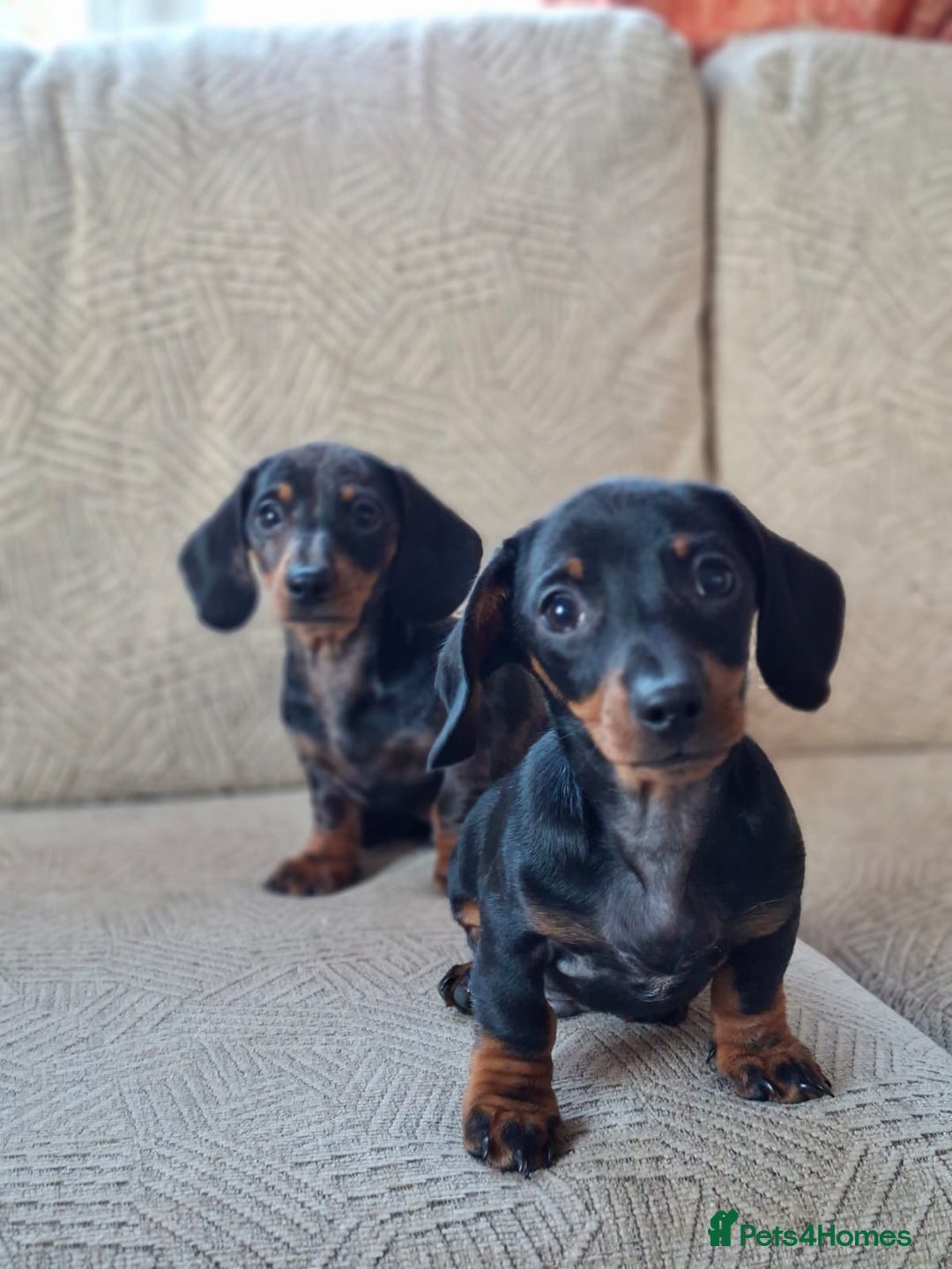 Miniature Dachshund dogs for sale: 2 gorgeous boys looking for their forever home - Image 2